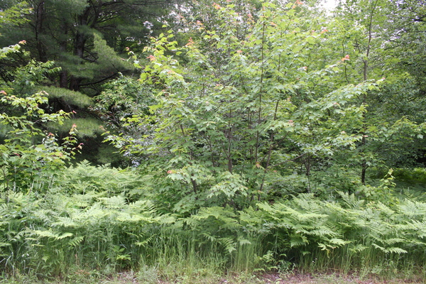 Lot 3946