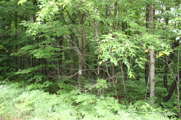 Lot 3950