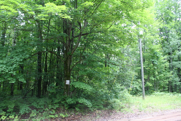 Lot 3955