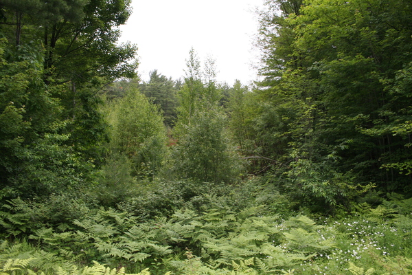 Lot 3958