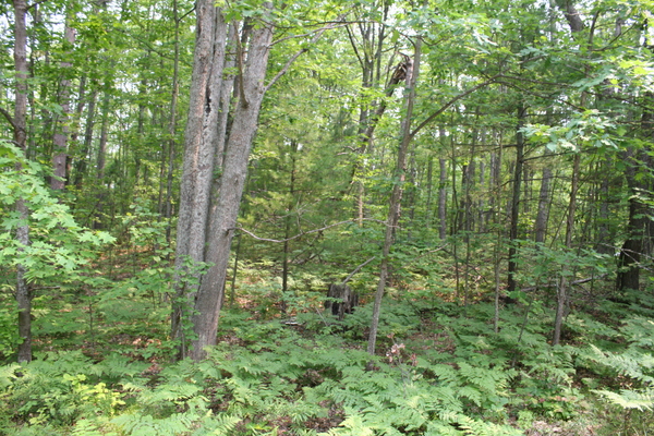 Lot 3969