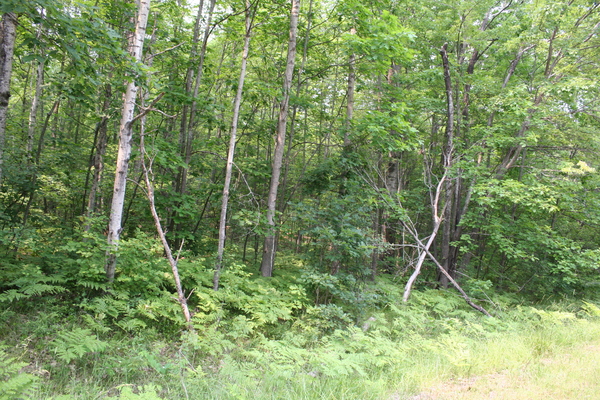Lot 3970