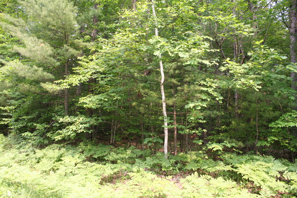 Lot 3971