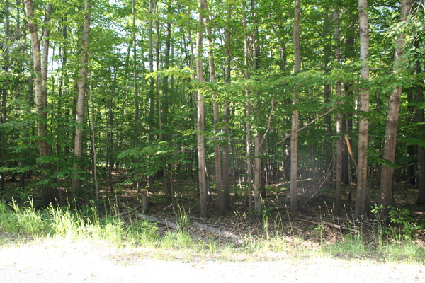 Lot 3981