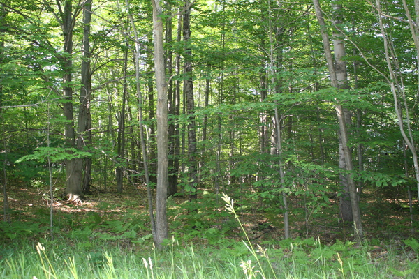 Lot 3983
