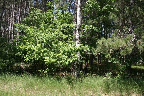 Lot 3986