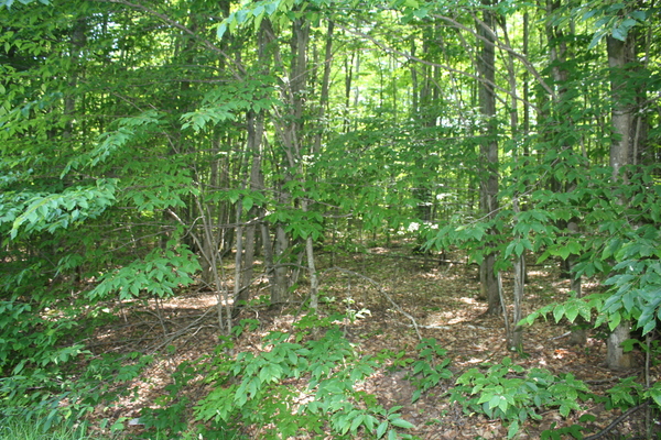 Lot 3988