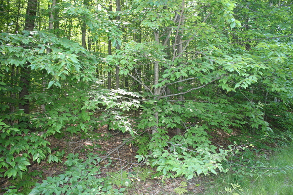 Lot 3989