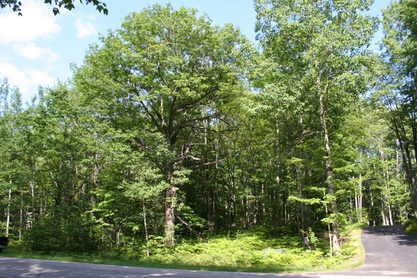 Lot 3996