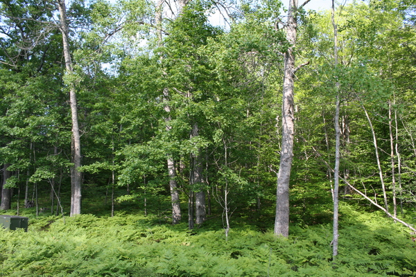 Lot 3998
