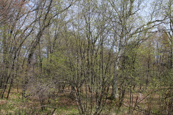 Lot 3718
