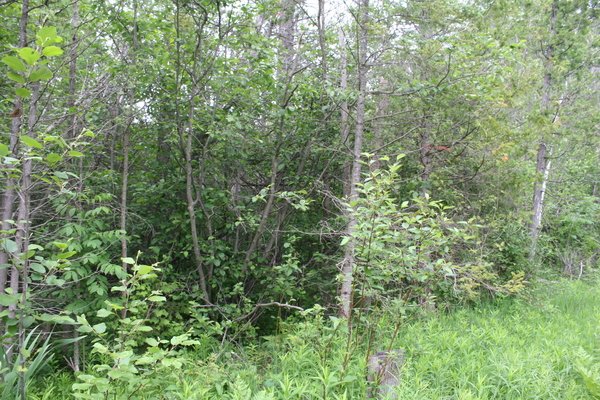 Lot 114
