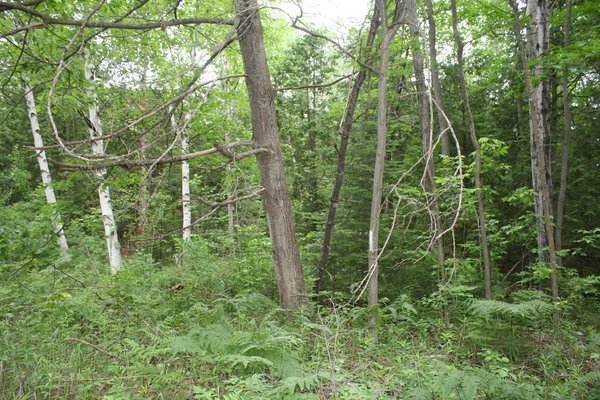 Lot 121
