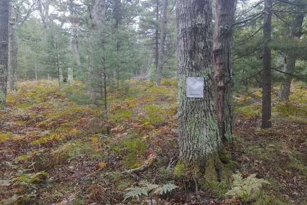Lot 2305