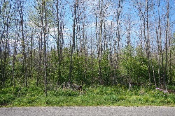 Lot 3136