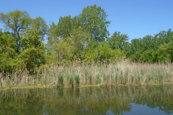 Lot 4437