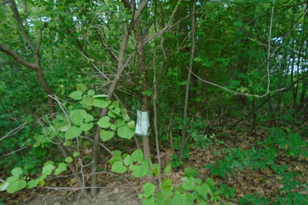 Lot 6628