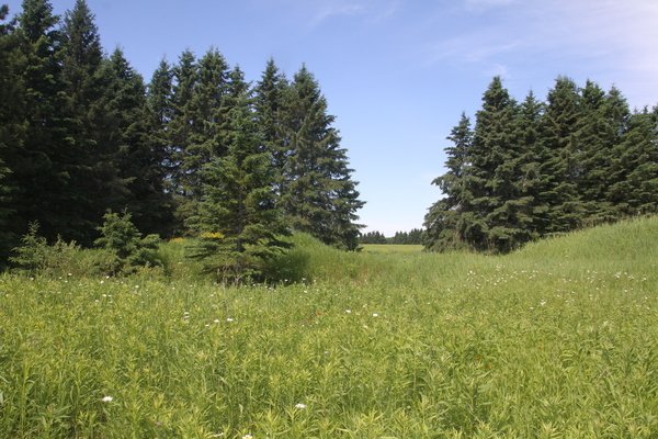 Lot 215