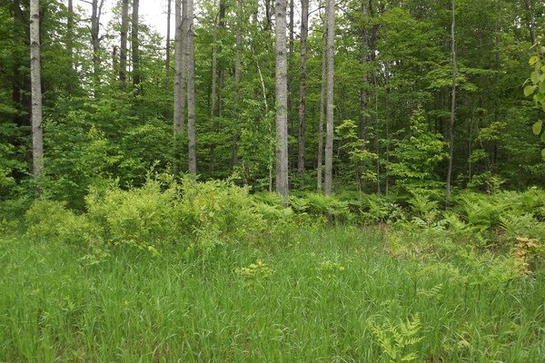 Lot 7157