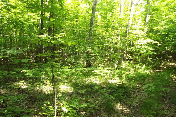 Lot 7175