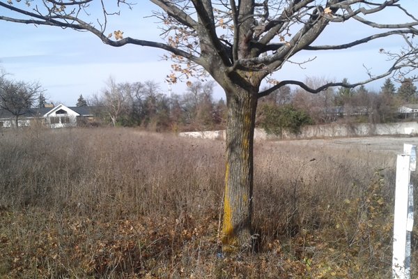 Lot 7215