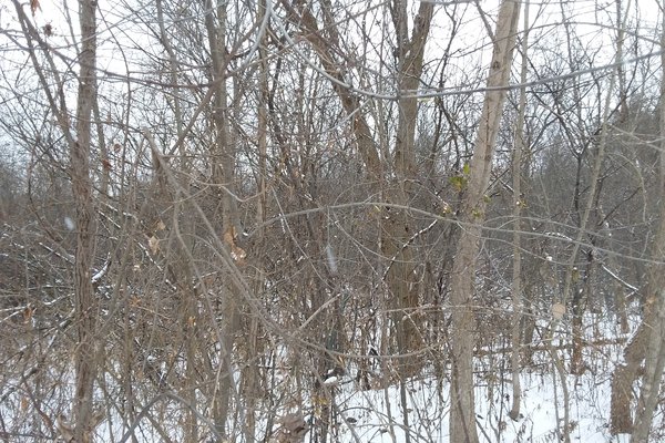 Lot 7605