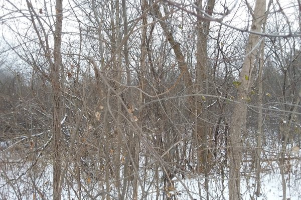 Lot 7607