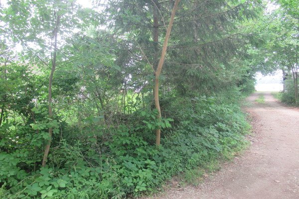 Lot 4019