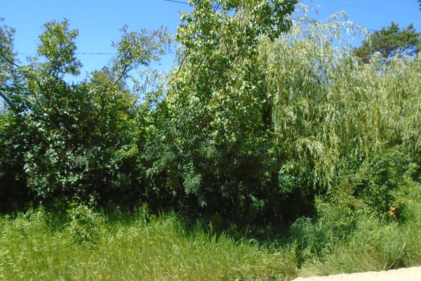 Lot 4507