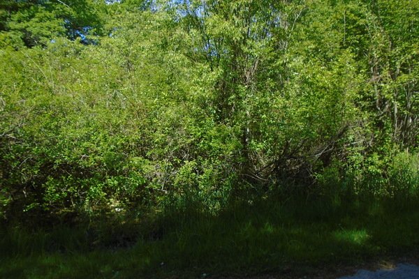 Lot 503