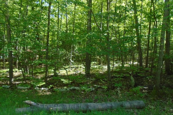 Lot 506
