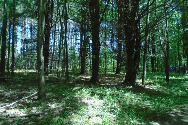 Lot 517