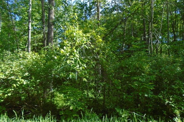 Lot 522