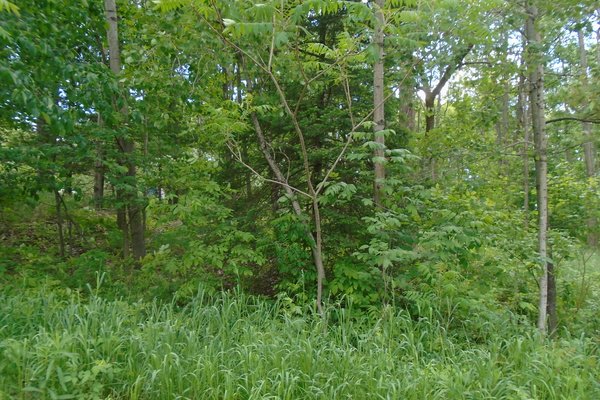 Lot 5303
