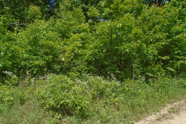 Lot 5329