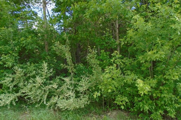 Lot 5331
