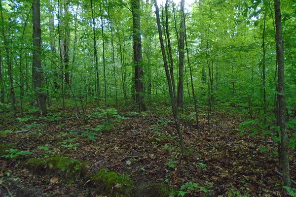Lot 5338