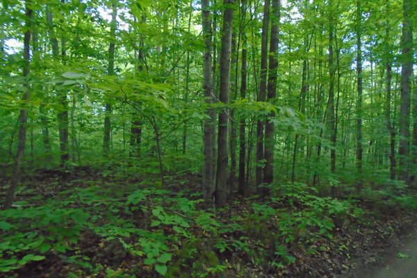 Lot 5339