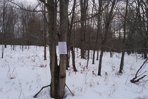 Lot 5525