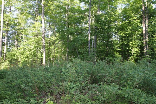 Lot 5736