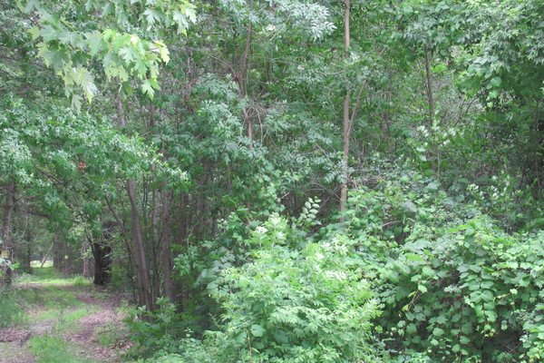 Lot 6128