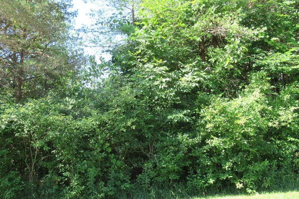 Lot 6511