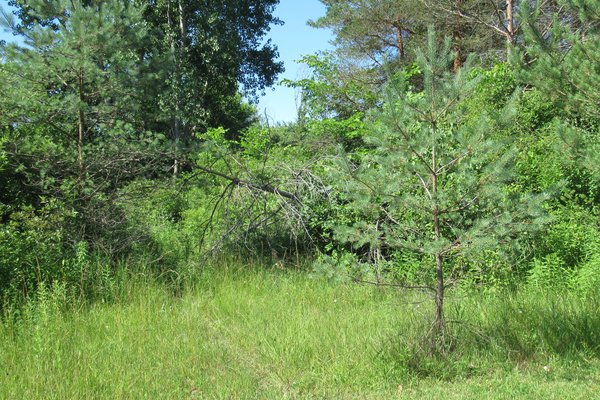 Lot 6513