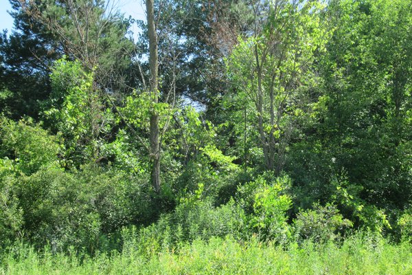 Lot 6520
