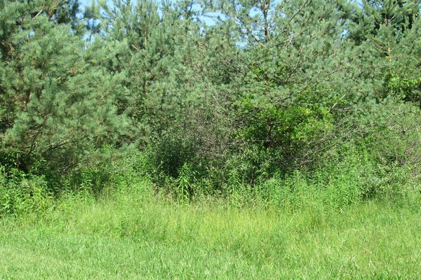 Lot 6523