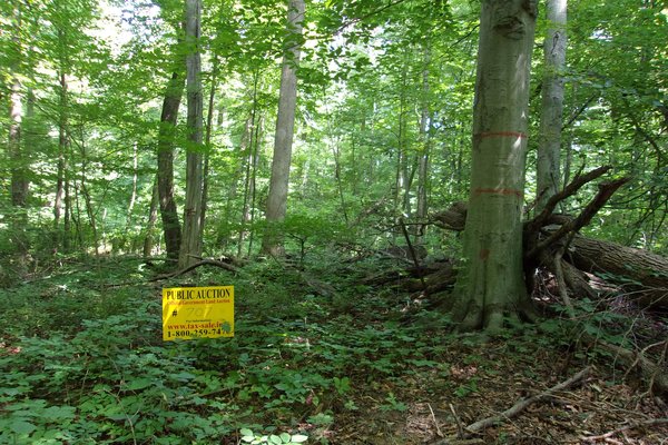 Lot 707