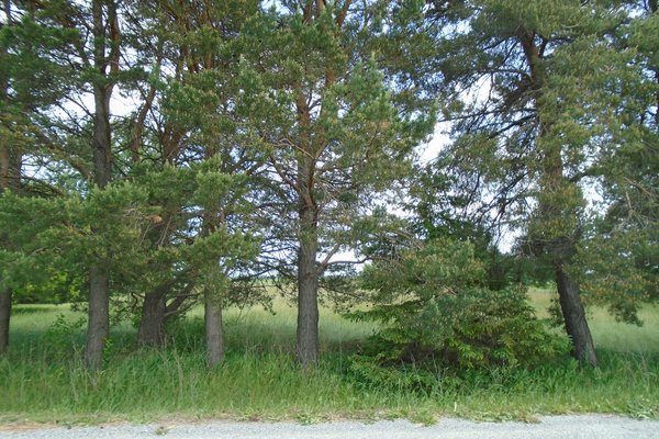 Lot 813