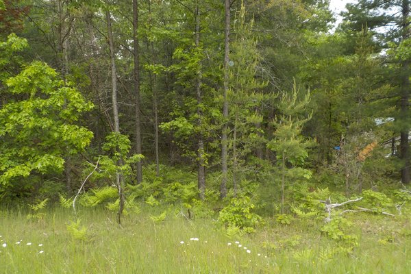 Lot 717